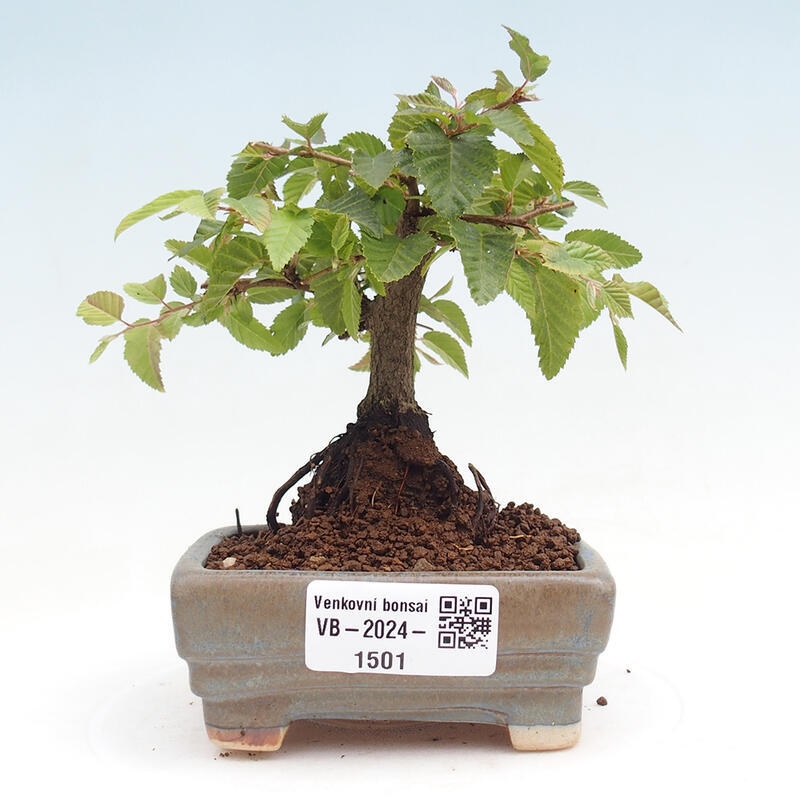 Venkovní bonsai -Carpinus CARPINOIDES - Habr korejský