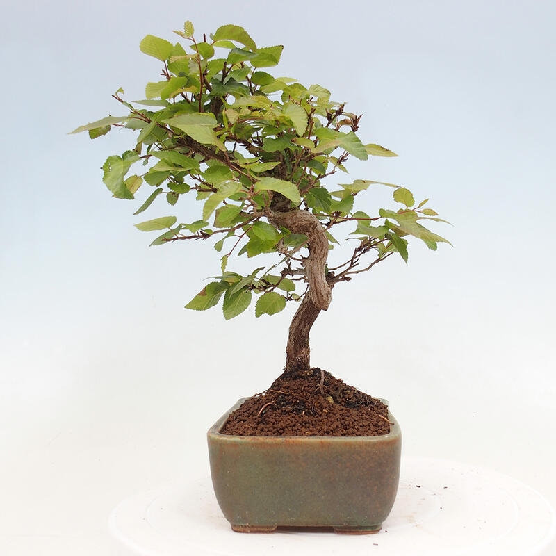 Venkovní bonsai -Carpinus CARPINOIDES - Habr korejský