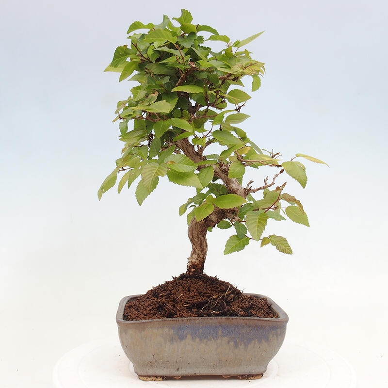 Venkovní bonsai -Carpinus CARPINOIDES - Habr korejský