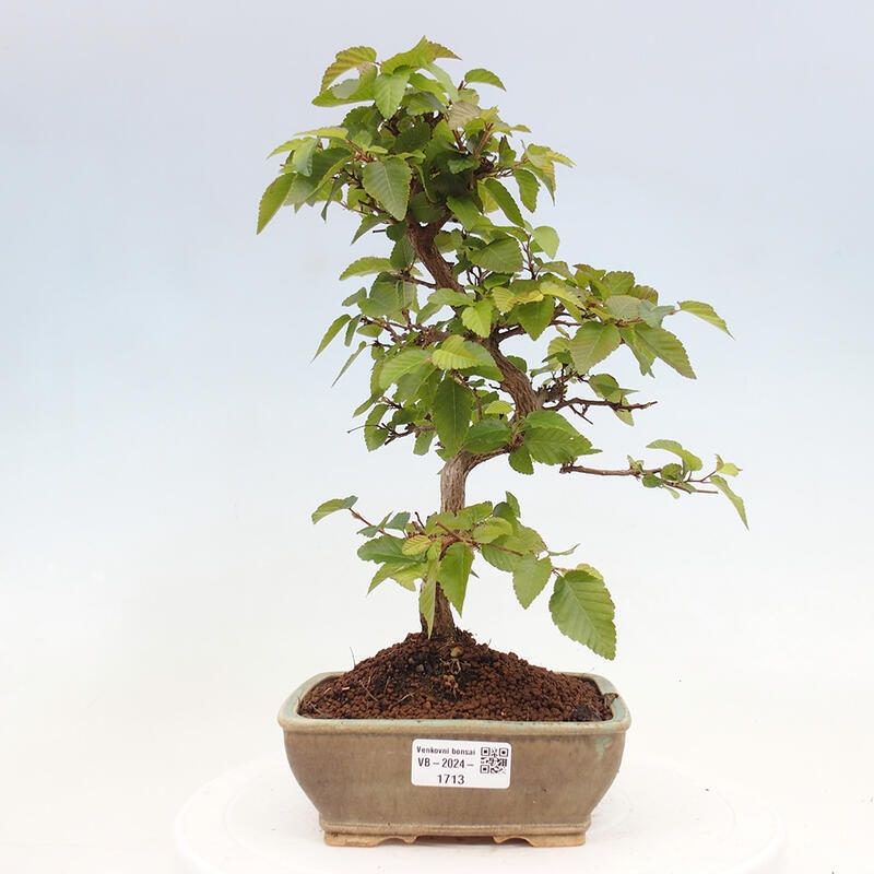 Venkovní bonsai -Carpinus CARPINOIDES - Habr korejský