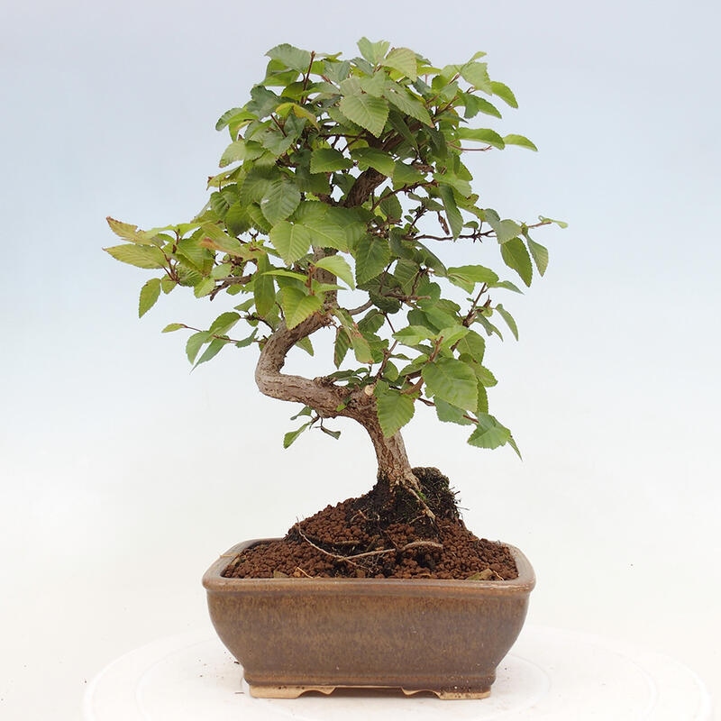 Venkovní bonsai -Carpinus CARPINOIDES - Habr korejský