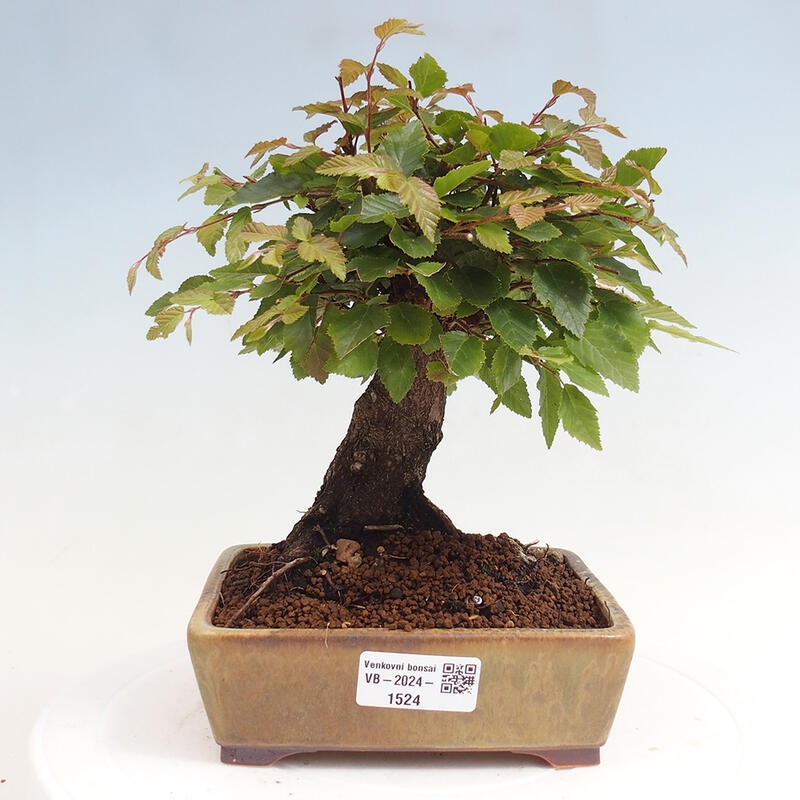 Venkovní bonsai -Carpinus CARPINOIDES - Habr korejský