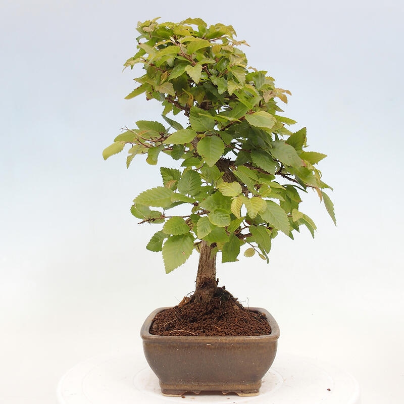 Venkovní bonsai -Carpinus CARPINOIDES - Habr korejský