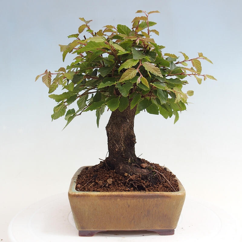 Venkovní bonsai -Carpinus CARPINOIDES - Habr korejský