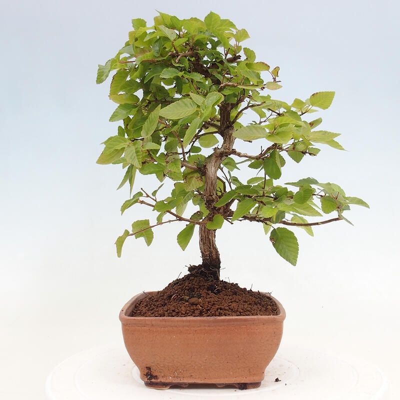 Venkovní bonsai -Carpinus CARPINOIDES - Habr korejský