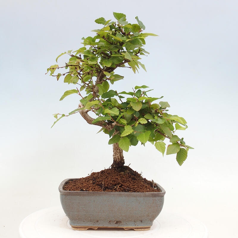 Venkovní bonsai -Carpinus CARPINOIDES - Habr korejský