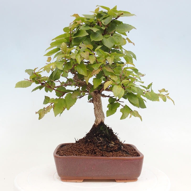 Venkovní bonsai -Carpinus CARPINOIDES - Habr korejský