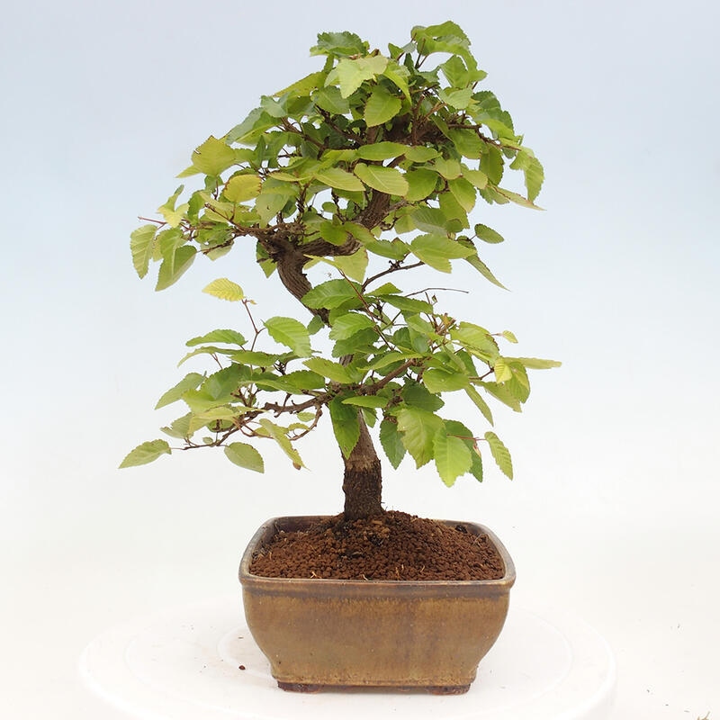 Venkovní bonsai -Carpinus CARPINOIDES - Habr korejský