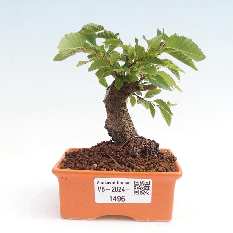 Venkovní bonsai -Carpinus CARPINOIDES - Habr korejský