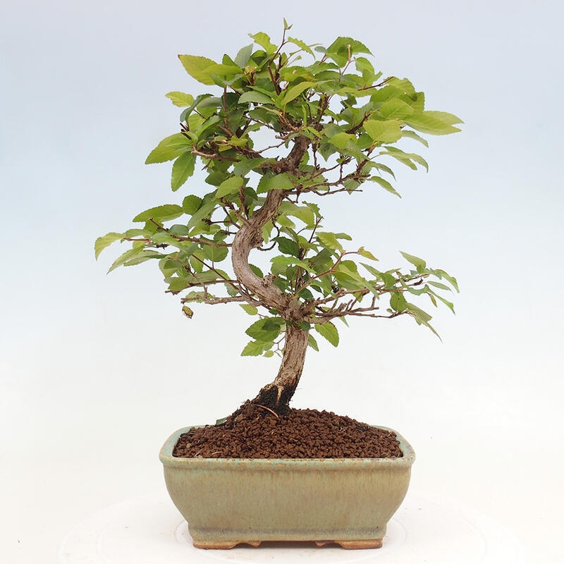 Venkovní bonsai -Carpinus CARPINOIDES - Habr korejský