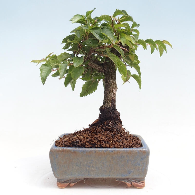 Venkovní bonsai -Carpinus CARPINOIDES - Habr korejský