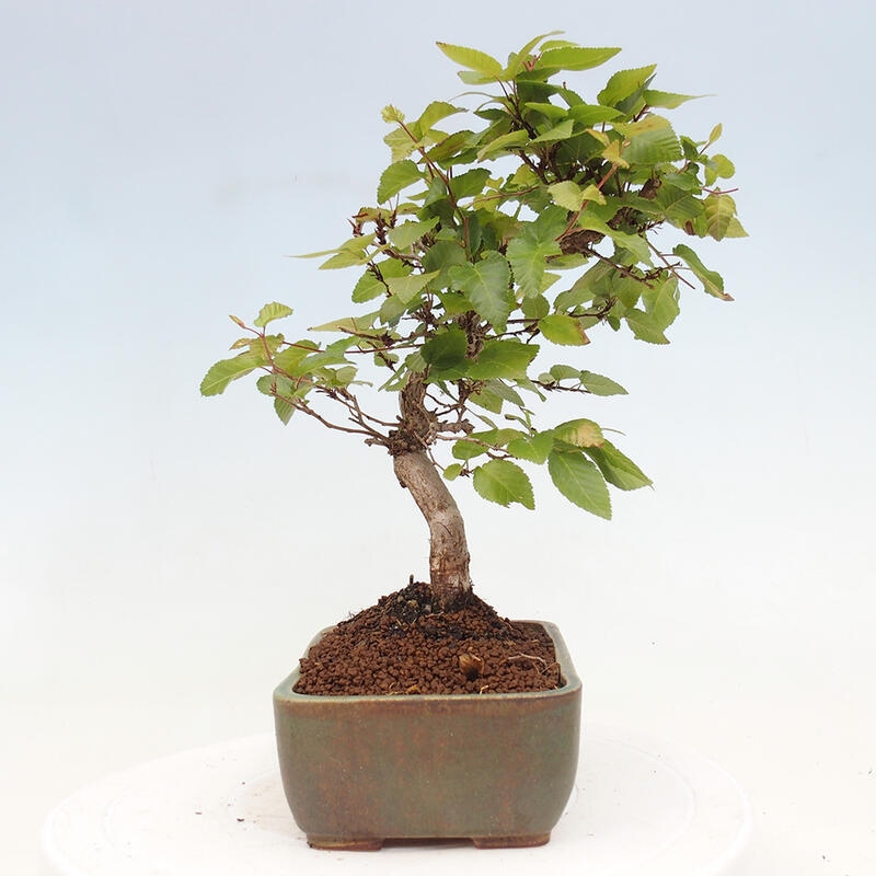 Venkovní bonsai -Carpinus CARPINOIDES - Habr korejský