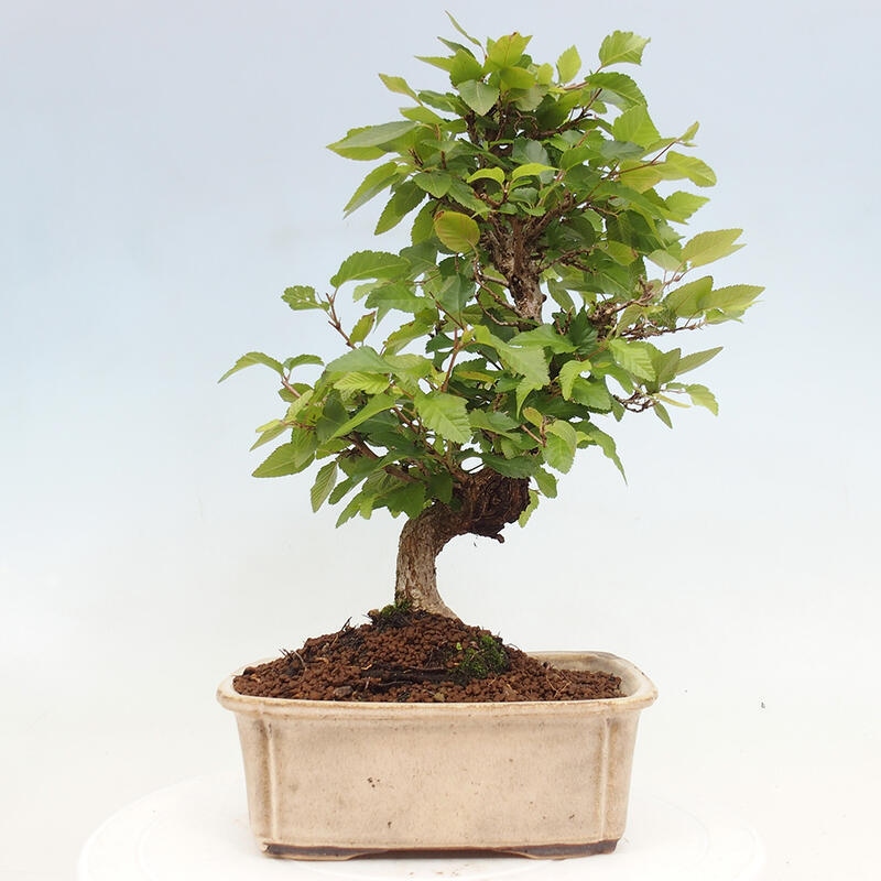 Venkovní bonsai -Carpinus CARPINOIDES - Habr korejský