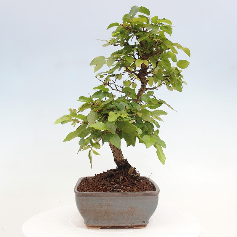 Venkovní bonsai -Carpinus CARPINOIDES - Habr korejský