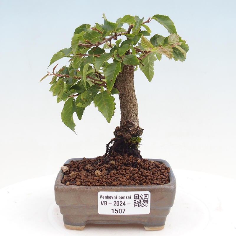 Venkovní bonsai -Carpinus CARPINOIDES - Habr korejský