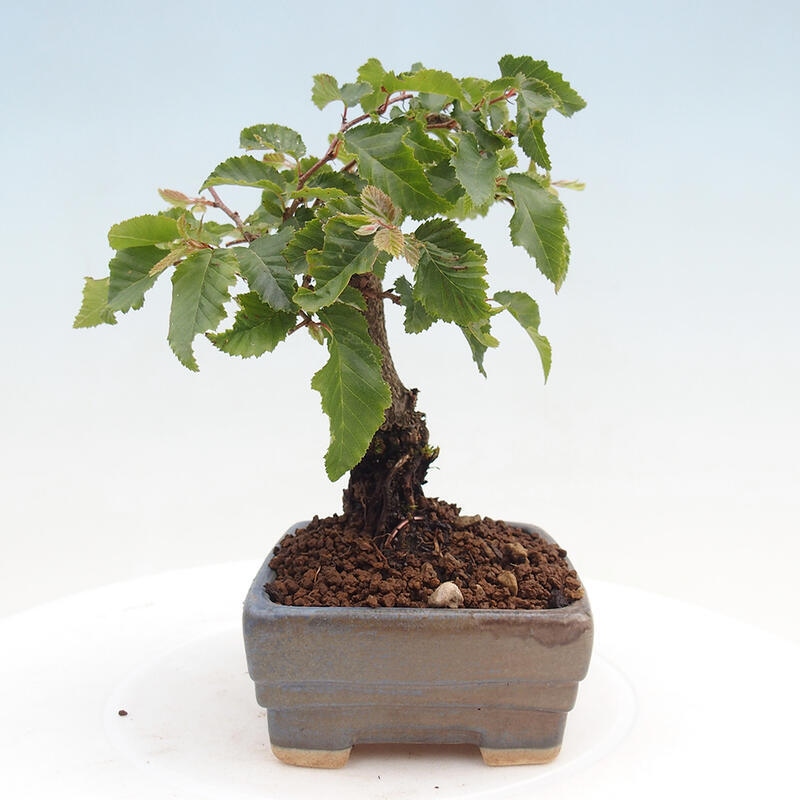 Venkovní bonsai -Carpinus CARPINOIDES - Habr korejský