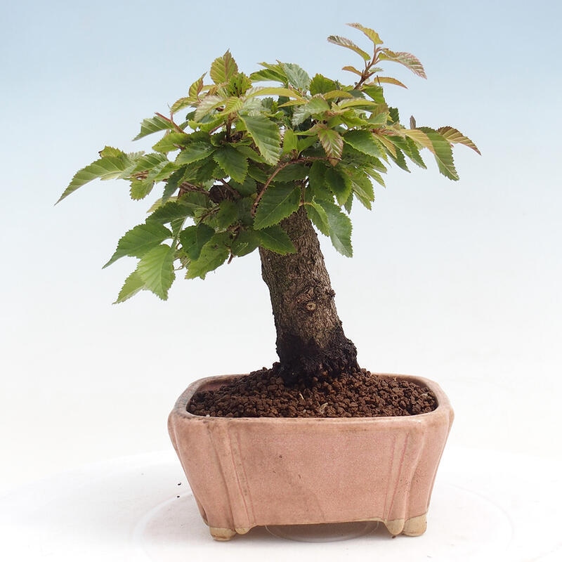 Venkovní bonsai -Carpinus CARPINOIDES - Habr korejský