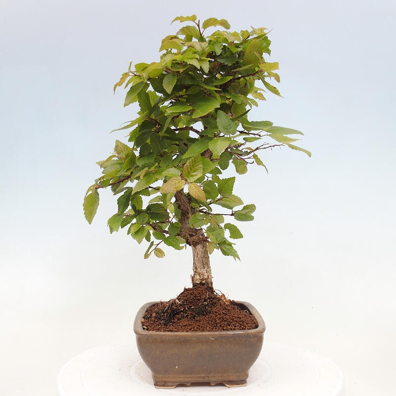 Venkovní bonsai -Carpinus CARPINOIDES - Habr korejský