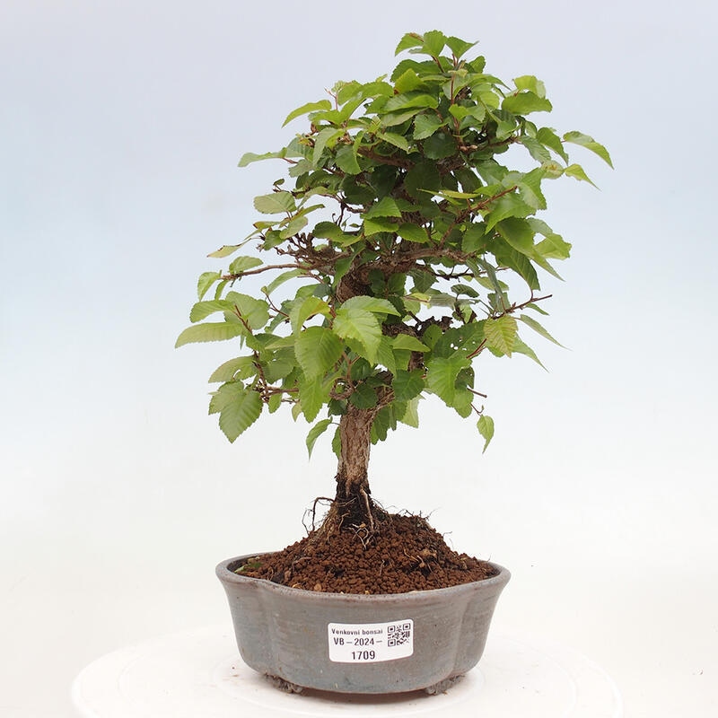 Venkovní bonsai -Carpinus CARPINOIDES - Habr korejský