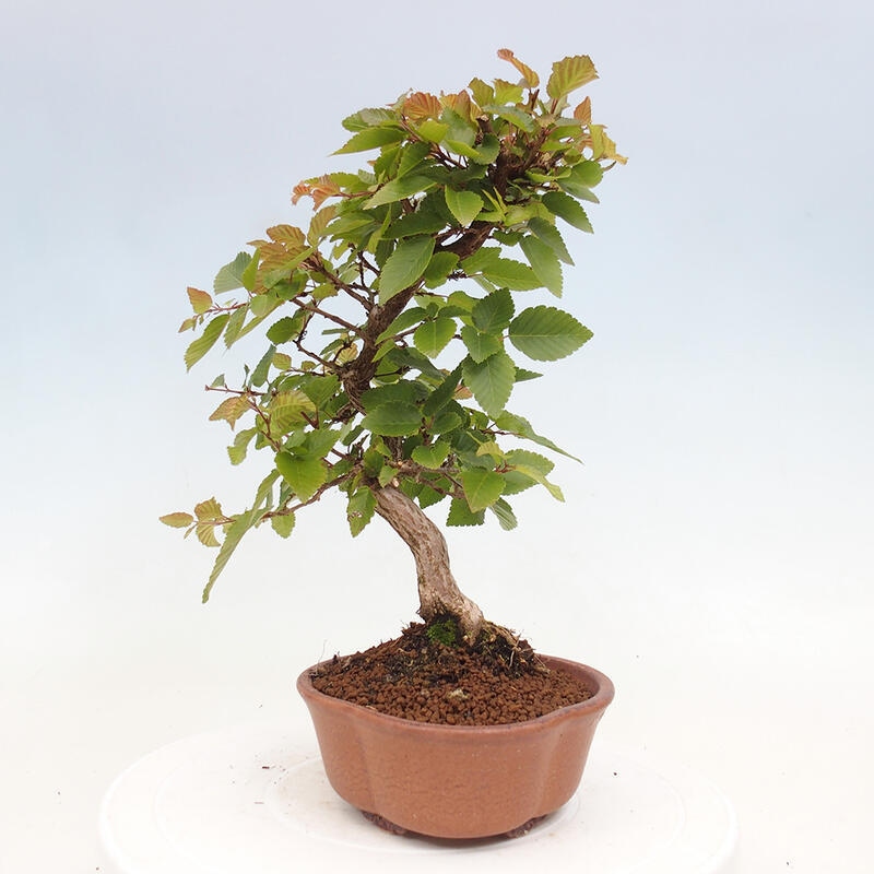 Venkovní bonsai -Carpinus CARPINOIDES - Habr korejský