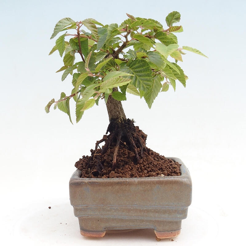 Venkovní bonsai -Carpinus CARPINOIDES - Habr korejský