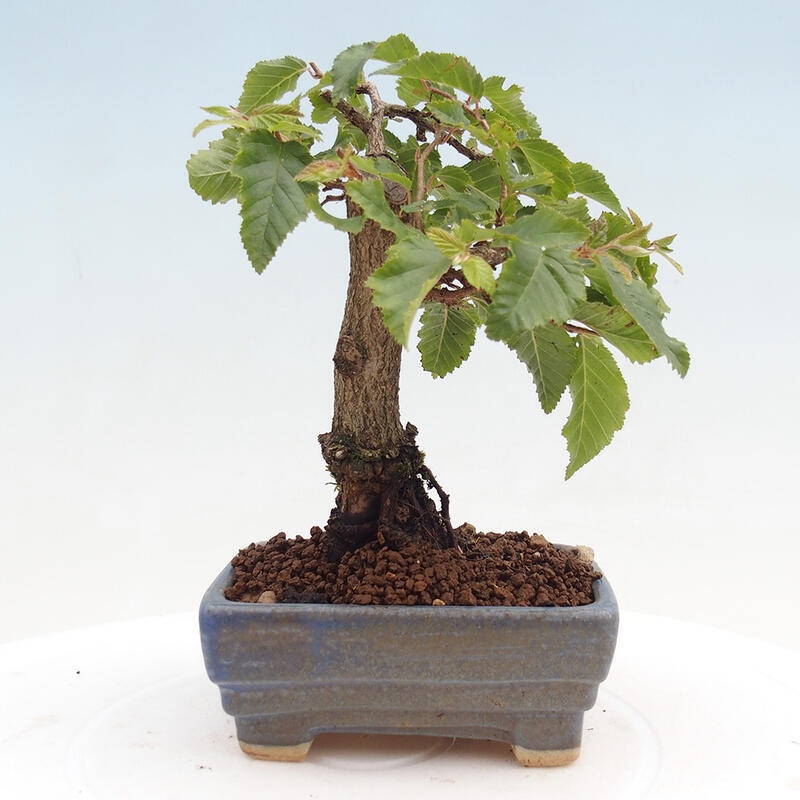 Venkovní bonsai -Carpinus CARPINOIDES - Habr korejský