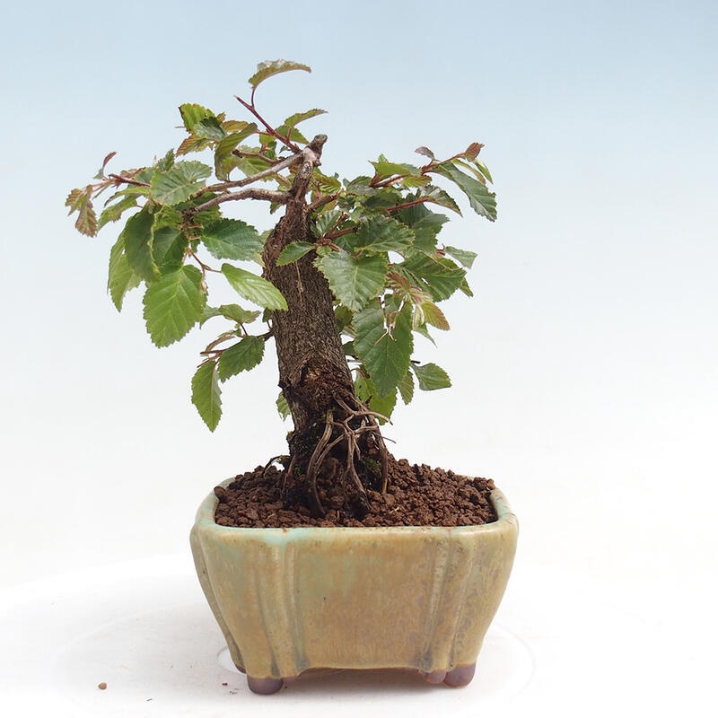 Venkovní bonsai -Carpinus CARPINOIDES - Habr korejský