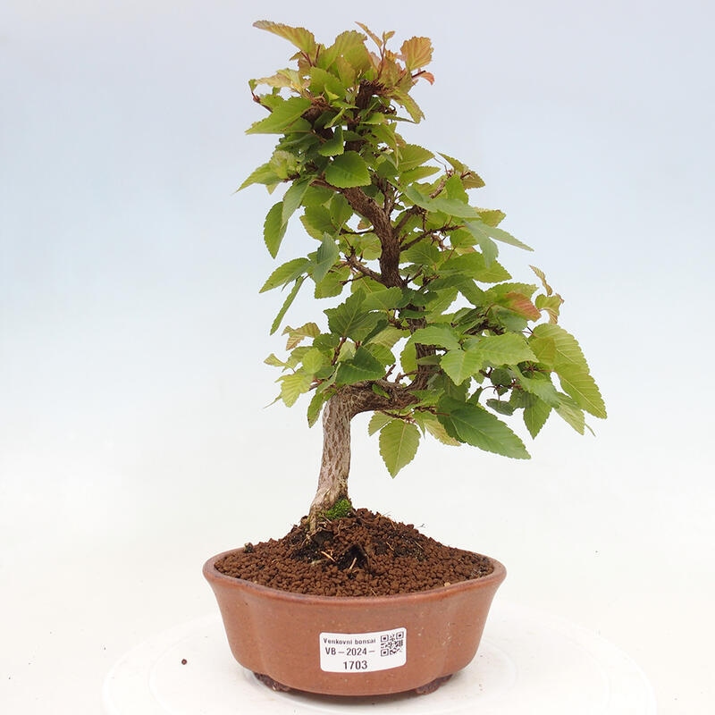 Venkovní bonsai -Carpinus CARPINOIDES - Habr korejský