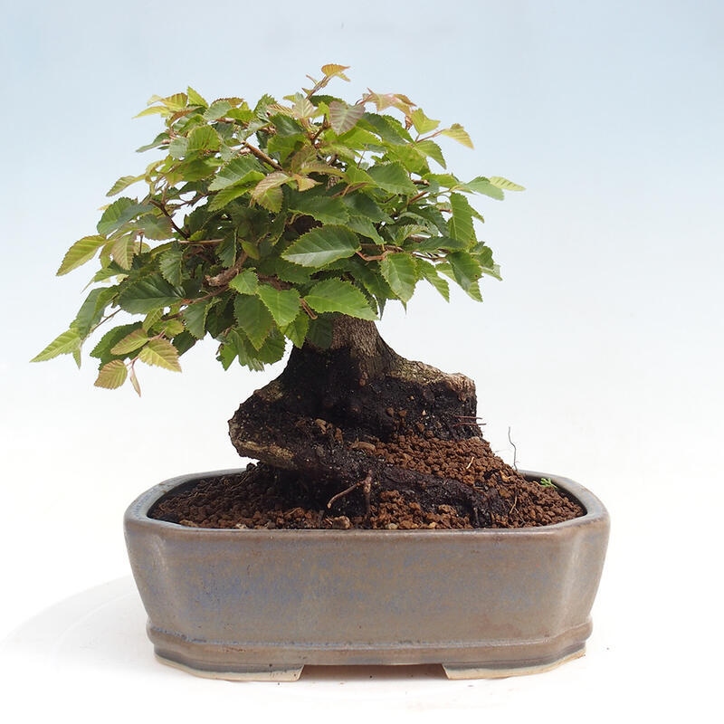 Venkovní bonsai -Carpinus CARPINOIDES - Habr korejský