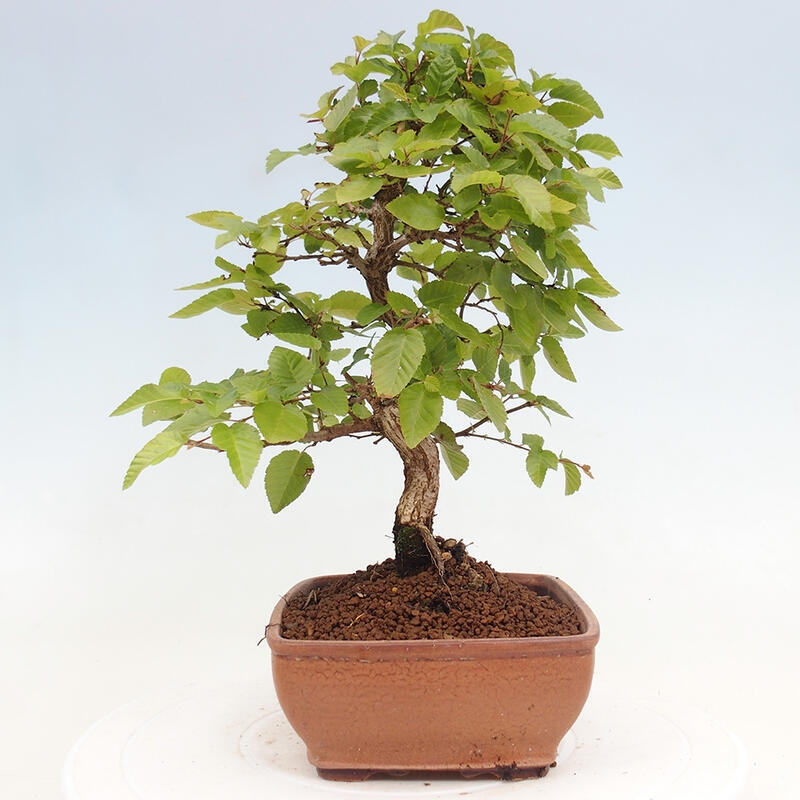 Venkovní bonsai -Carpinus CARPINOIDES - Habr korejský