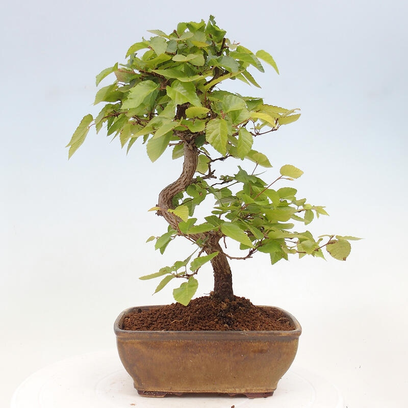 Venkovní bonsai -Carpinus CARPINOIDES - Habr korejský