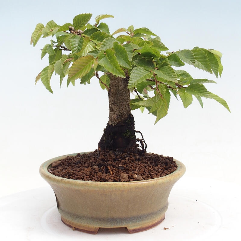 Venkovní bonsai -Carpinus CARPINOIDES - Habr korejský