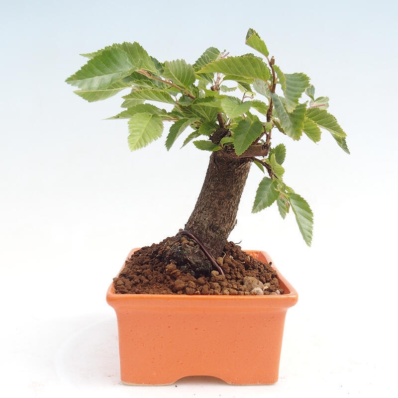 Venkovní bonsai -Carpinus CARPINOIDES - Habr korejský