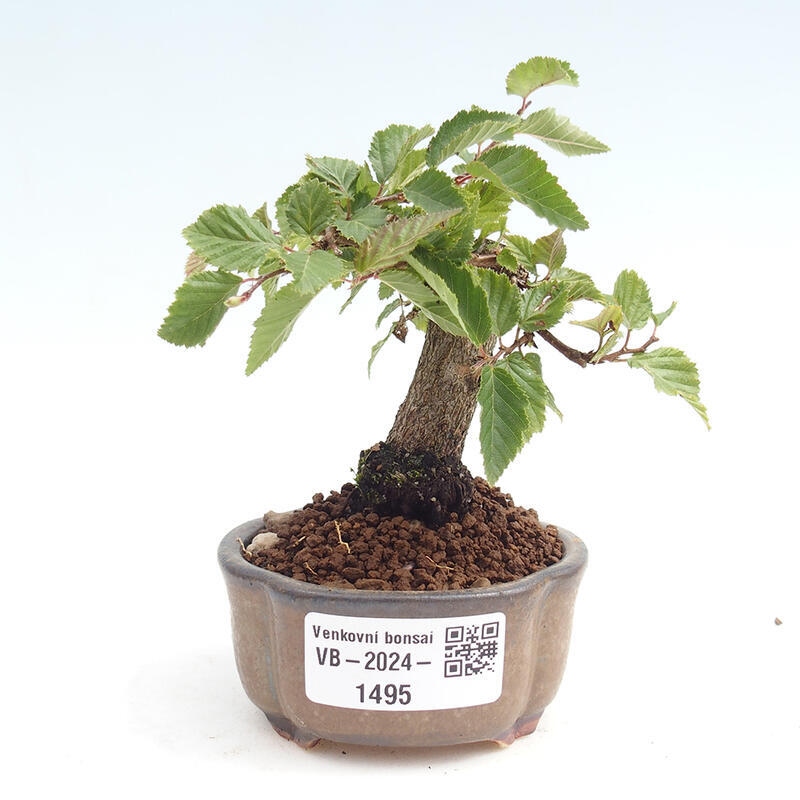 Venkovní bonsai -Carpinus CARPINOIDES - Habr korejský