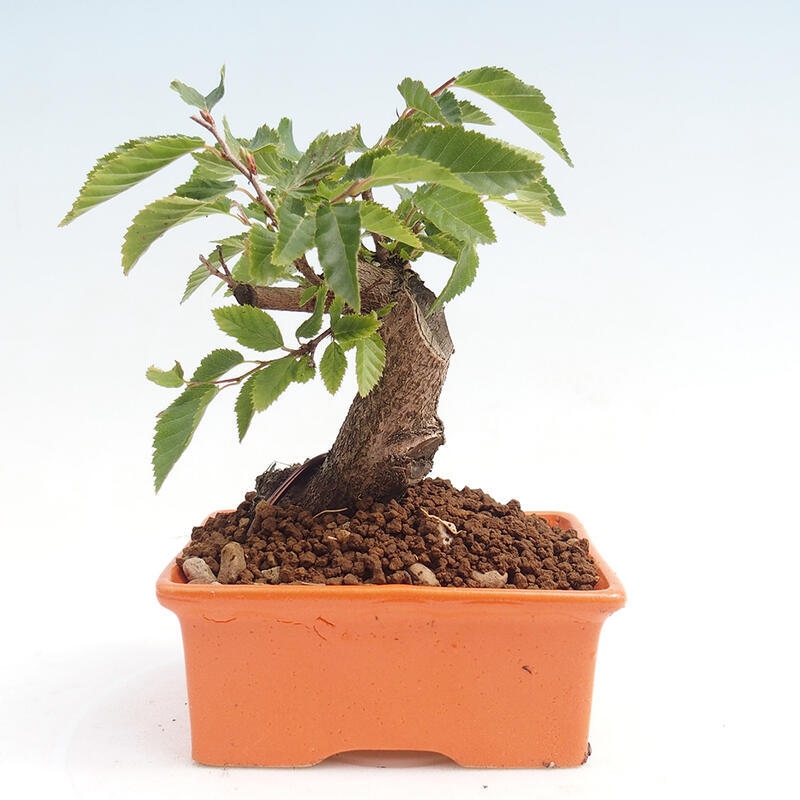 Venkovní bonsai -Carpinus CARPINOIDES - Habr korejský