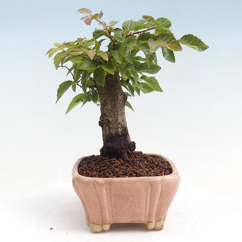 Venkovní bonsai -Carpinus CARPINOIDES - Habr korejský