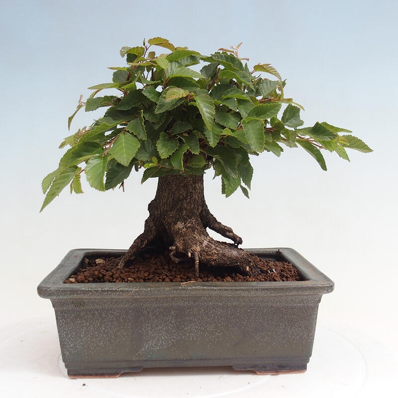 Venkovní bonsai -Carpinus CARPINOIDES - Habr korejský