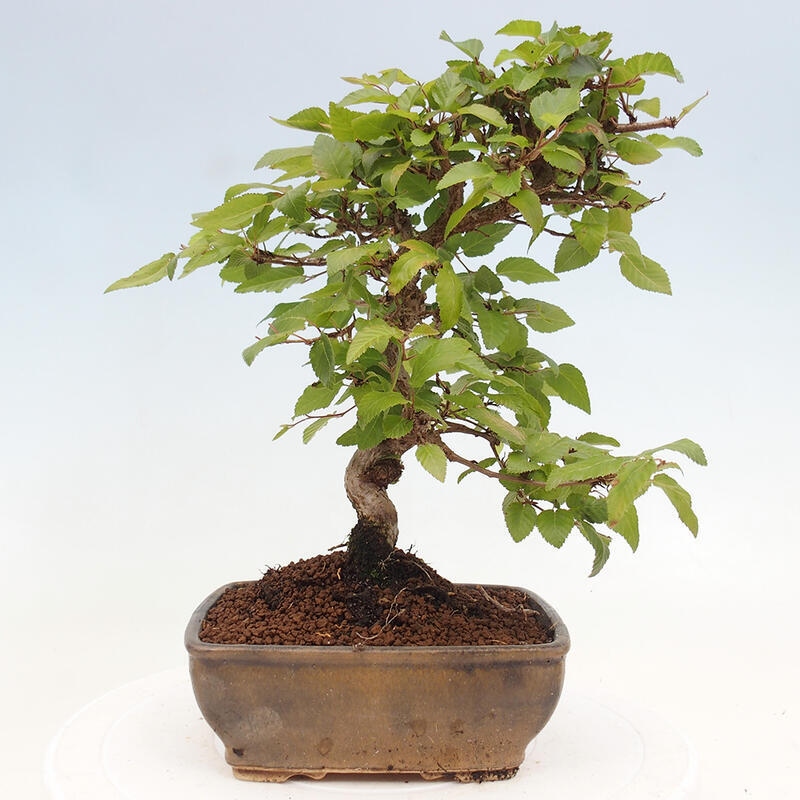 Venkovní bonsai -Carpinus CARPINOIDES - Habr korejský