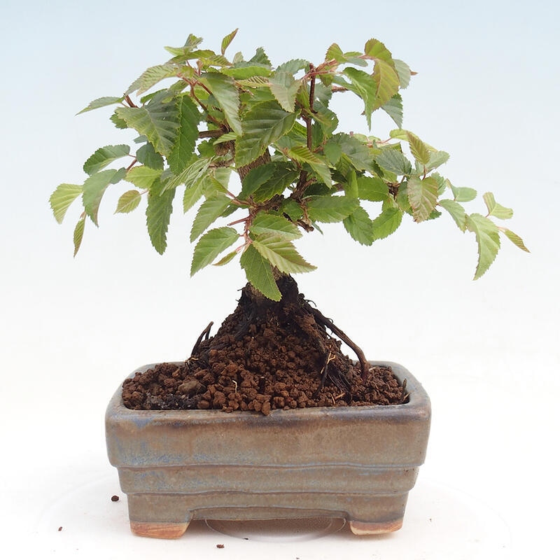 Venkovní bonsai -Carpinus CARPINOIDES - Habr korejský