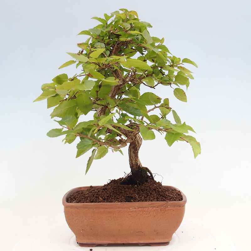 Venkovní bonsai -Carpinus CARPINOIDES - Habr korejský