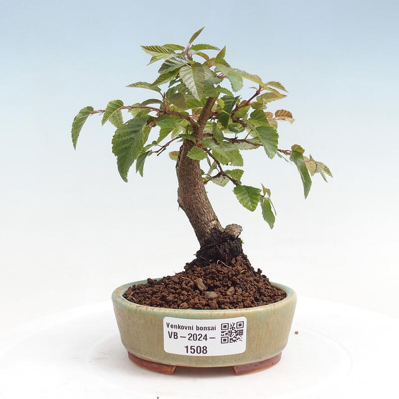 Venkovní bonsai -Carpinus CARPINOIDES - Habr korejský