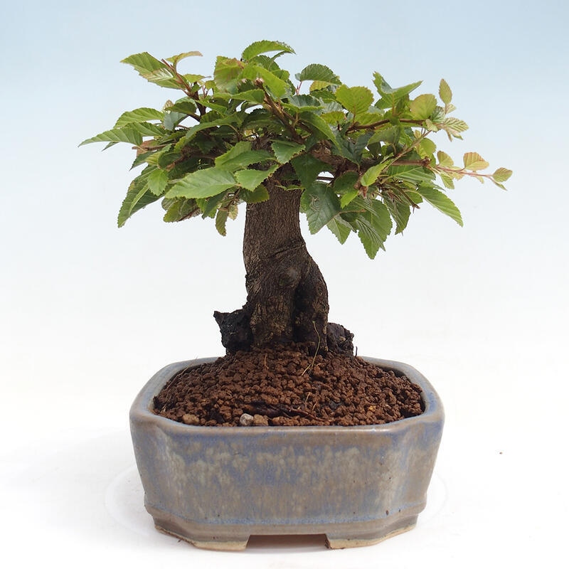 Venkovní bonsai -Carpinus CARPINOIDES - Habr korejský