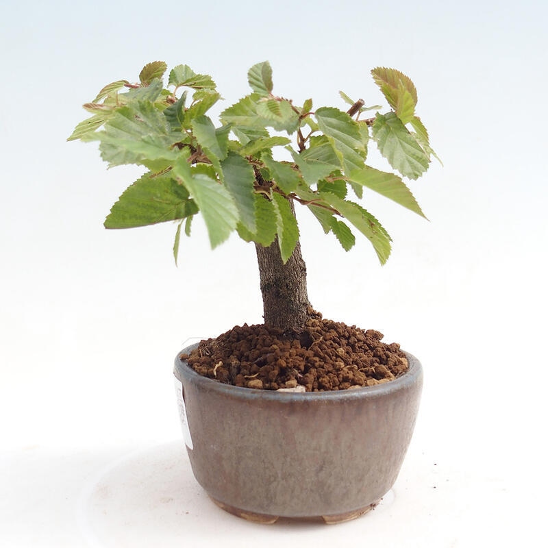 Venkovní bonsai -Carpinus CARPINOIDES - Habr korejský