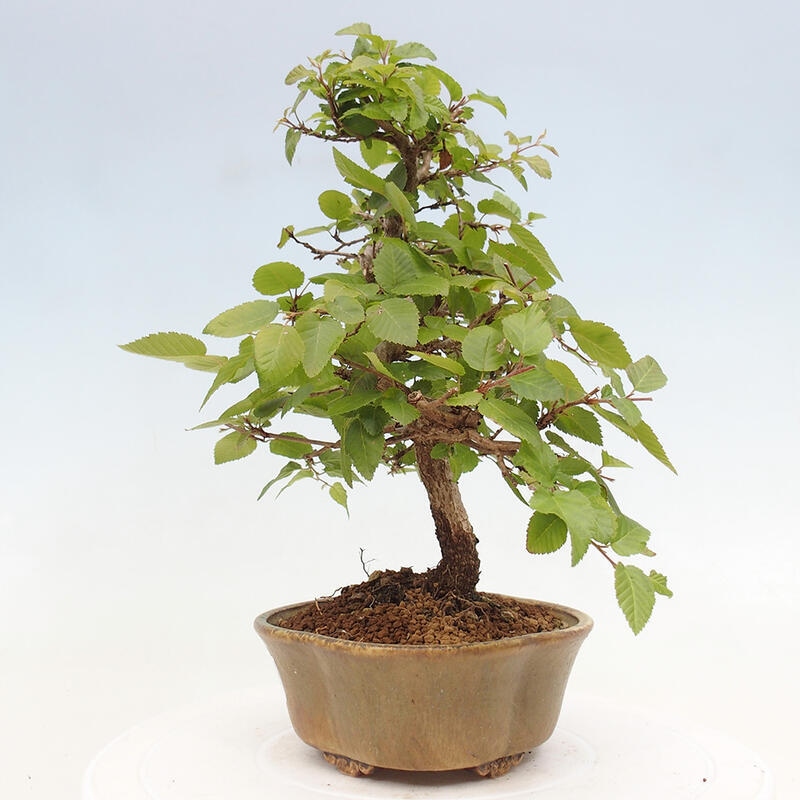 Venkovní bonsai -Carpinus CARPINOIDES - Habr korejský