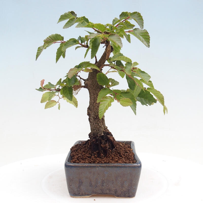 Venkovní bonsai -Carpinus CARPINOIDES - Habr korejský