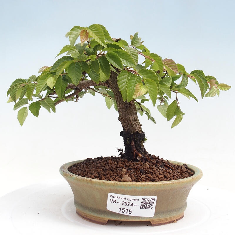 Venkovní bonsai -Carpinus CARPINOIDES - Habr korejský