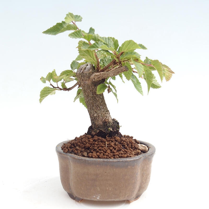 Venkovní bonsai -Carpinus CARPINOIDES - Habr korejský