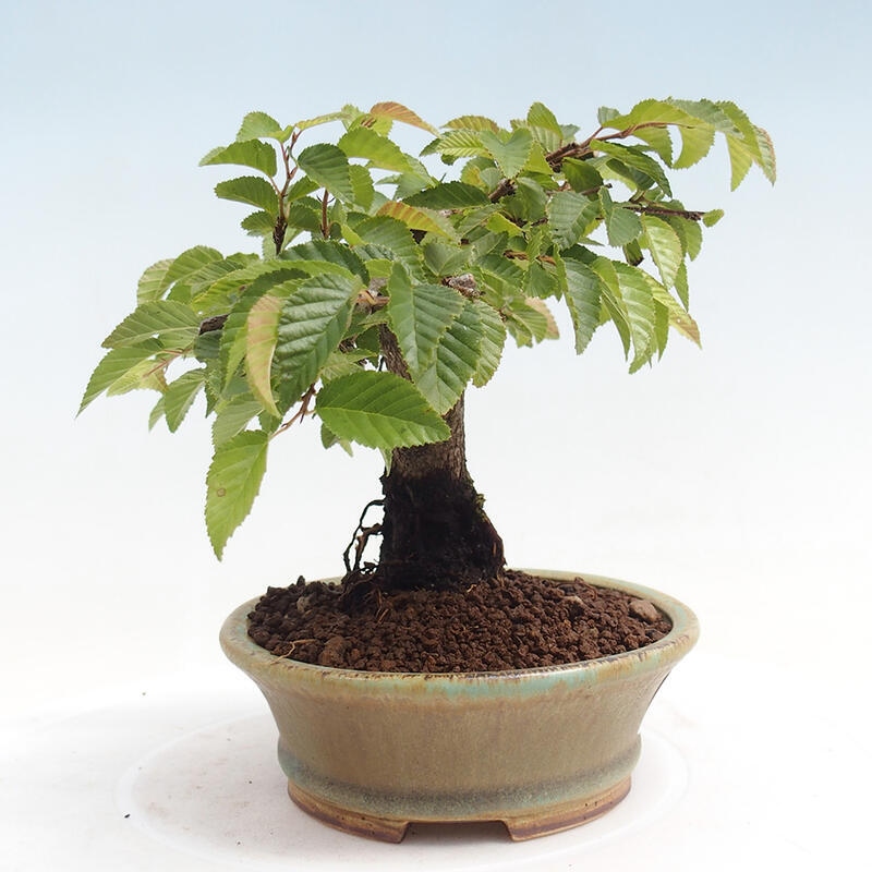 Venkovní bonsai -Carpinus CARPINOIDES - Habr korejský