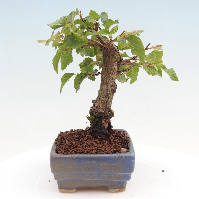 Venkovní bonsai -Carpinus CARPINOIDES - Habr korejský