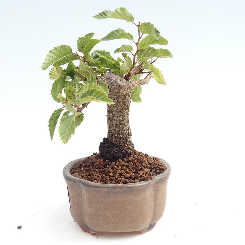 Venkovní bonsai -Carpinus CARPINOIDES - Habr korejský